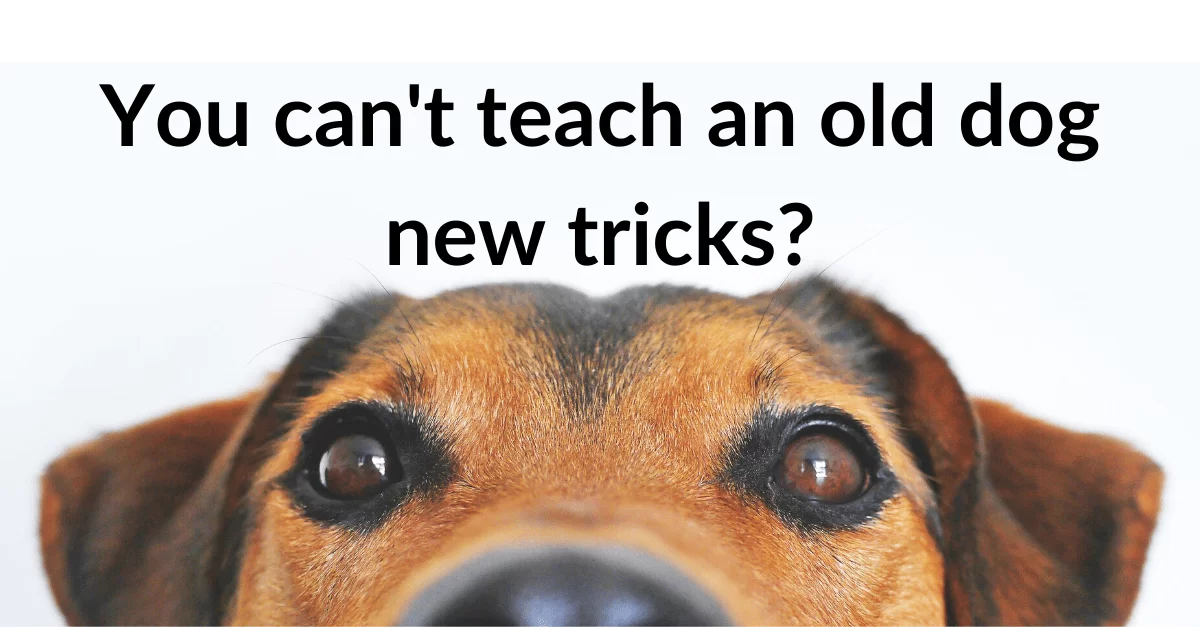 Zdjęcie przedstawia starego psa. Na zdjęciu widnieje napis: "You can't teach an old dog new tricks?" – "Nie można nauczyć starego psa nowych sztuczek?".